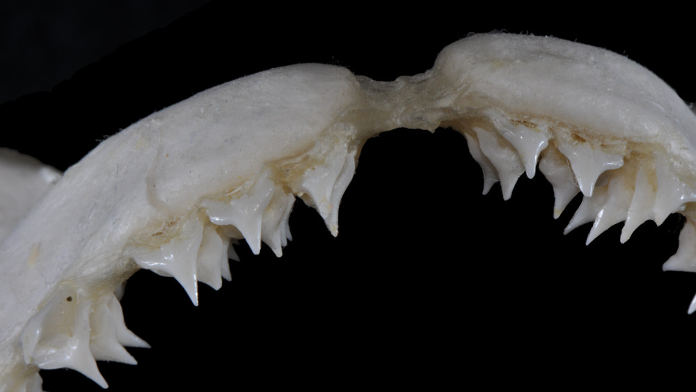Squatina californica