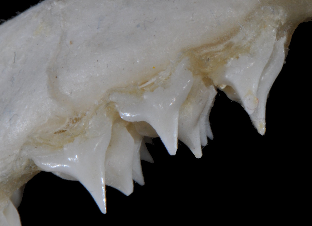 Squatina californica