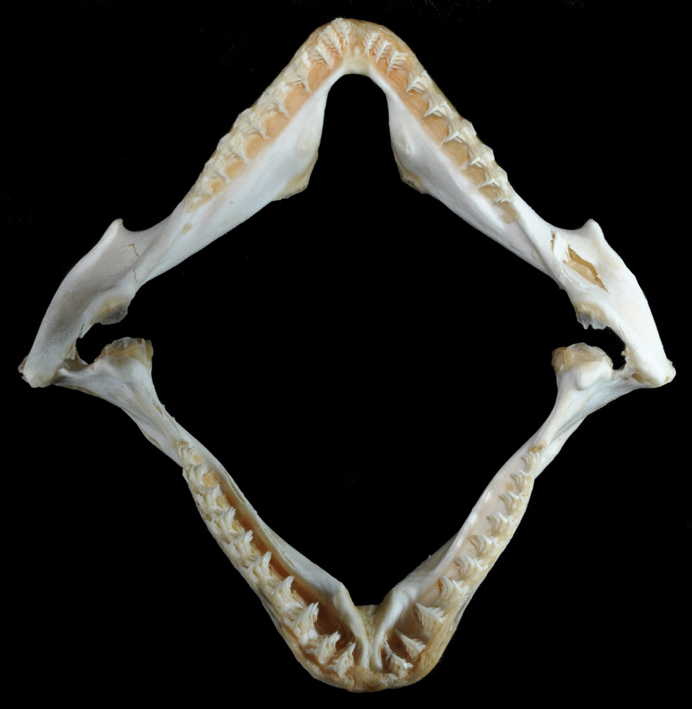Squatina dumeril