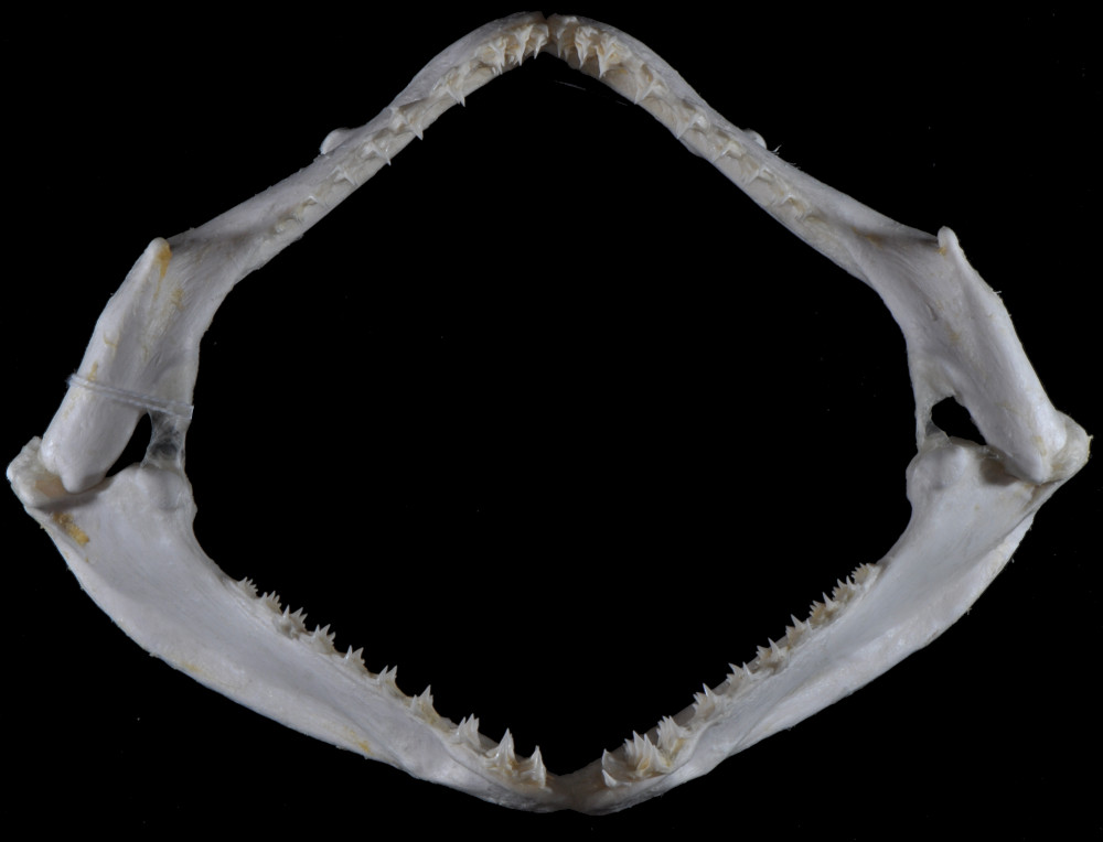 Squatina dumeril