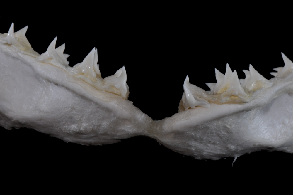 Squatina dumeril