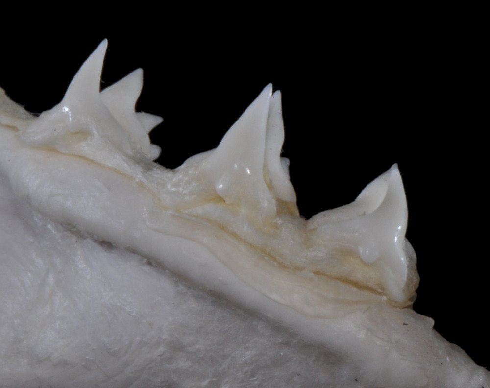 Squatina dumeril