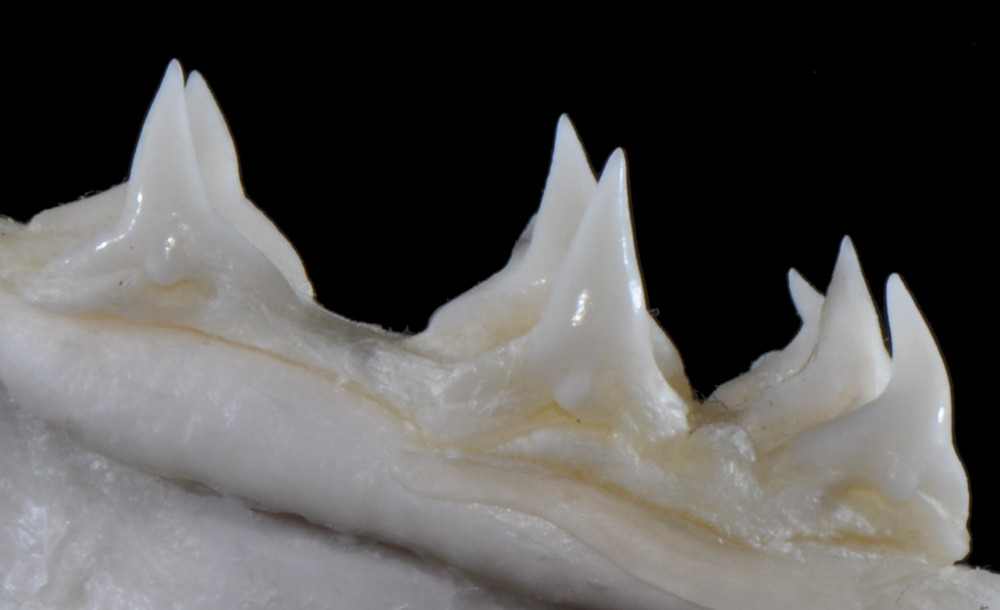 Squatina dumeril