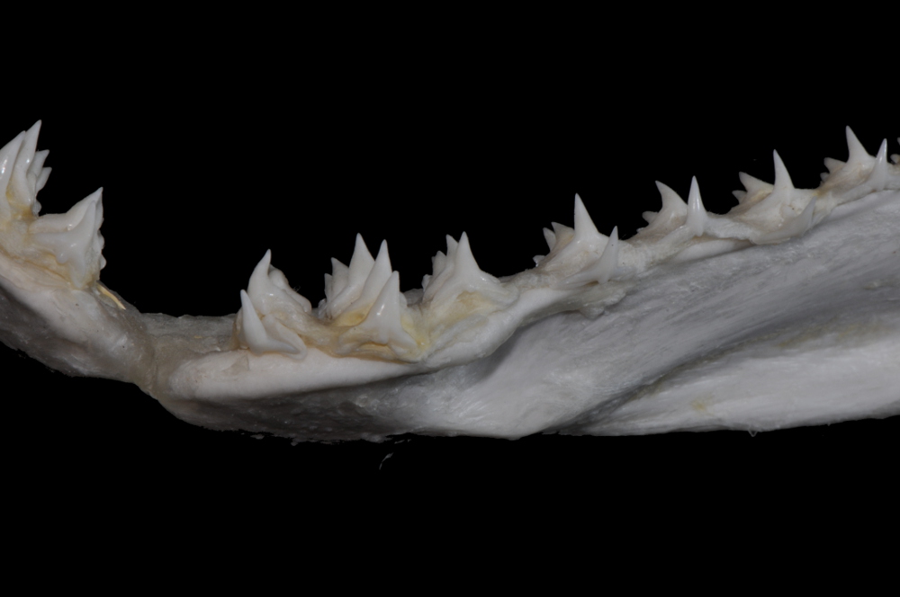 Squatina dumeril