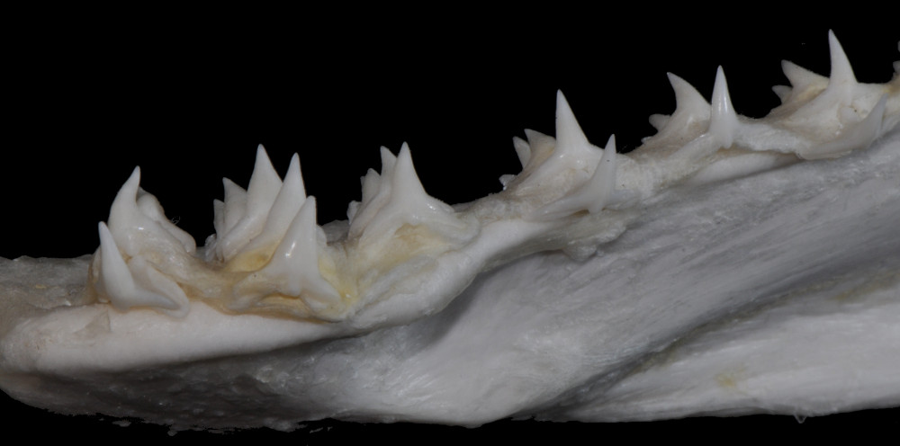 Squatina dumeril