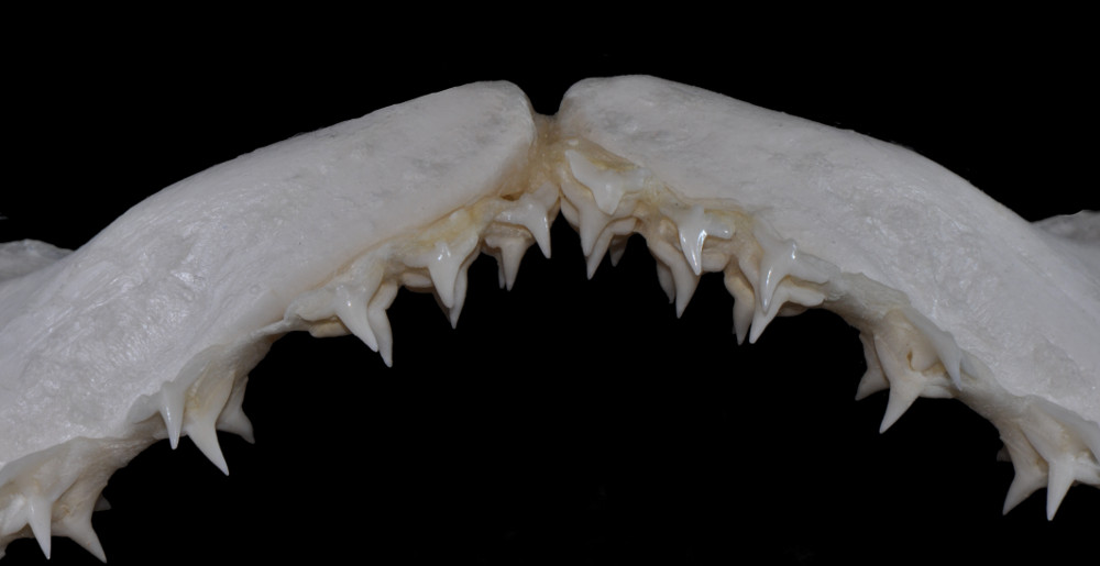 Squatina dumeril