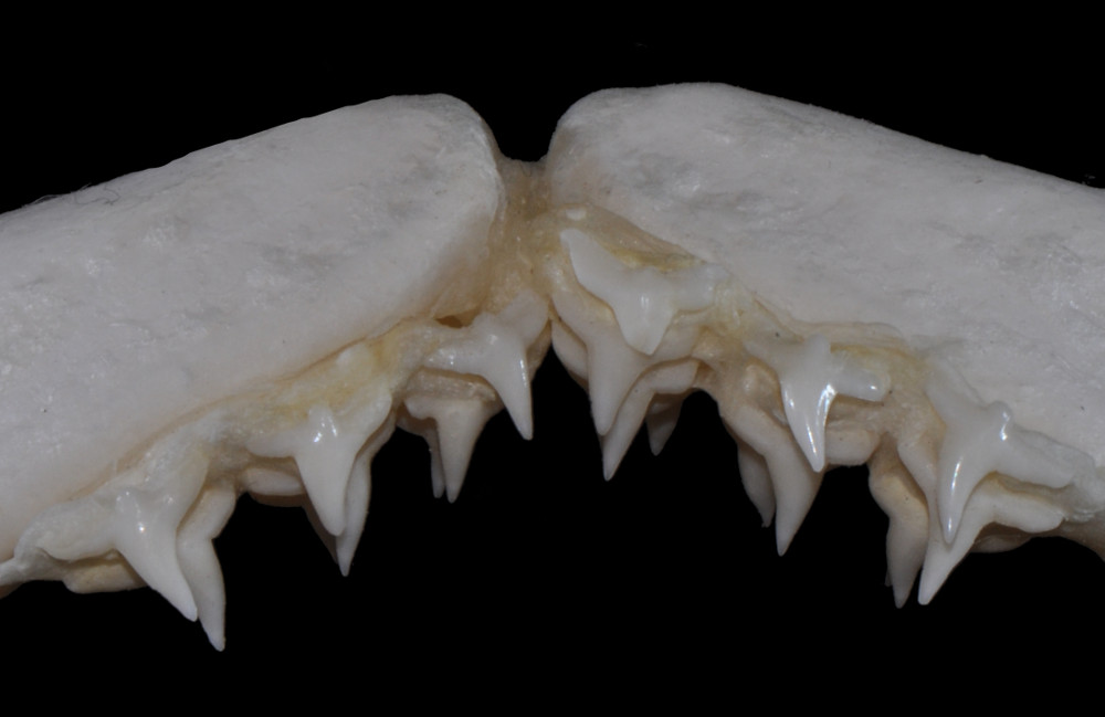Squatina dumeril