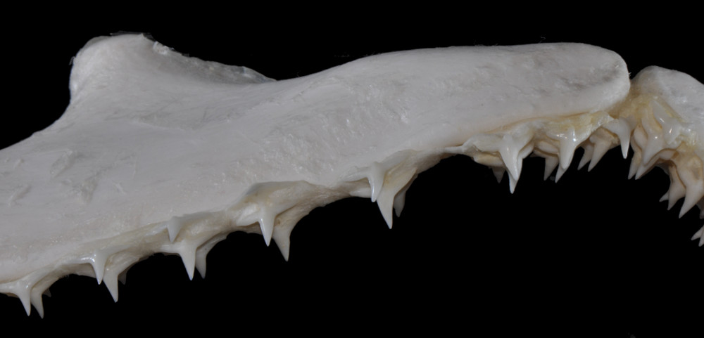 Squatina dumeril