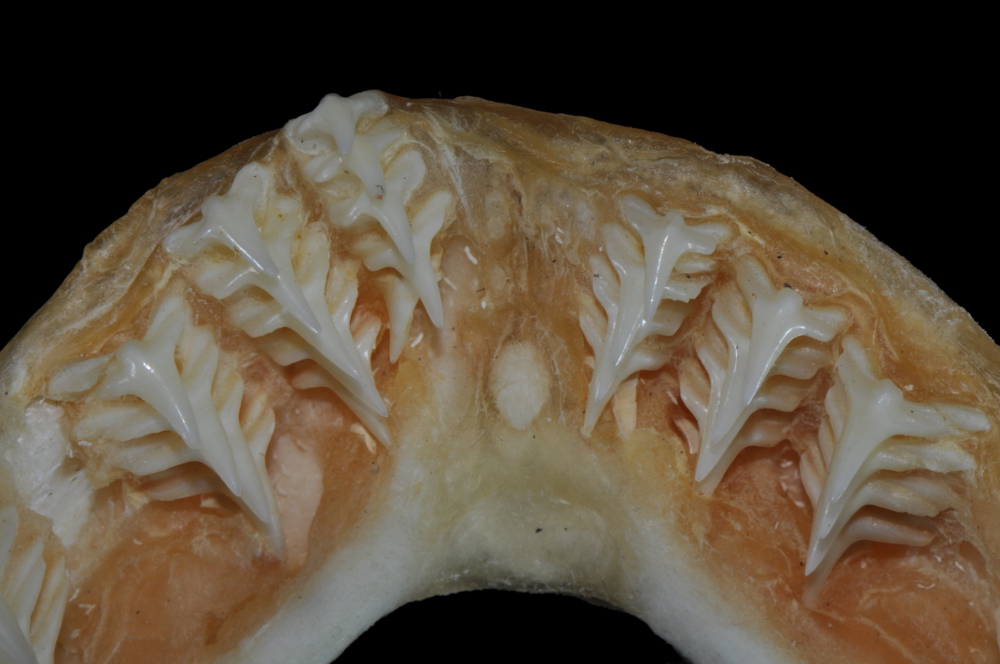 Squatina dumeril