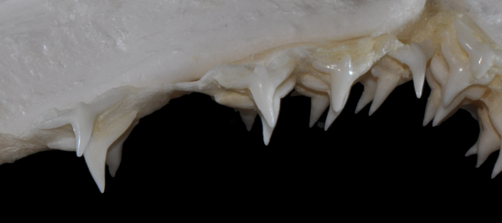Squatina dumeril