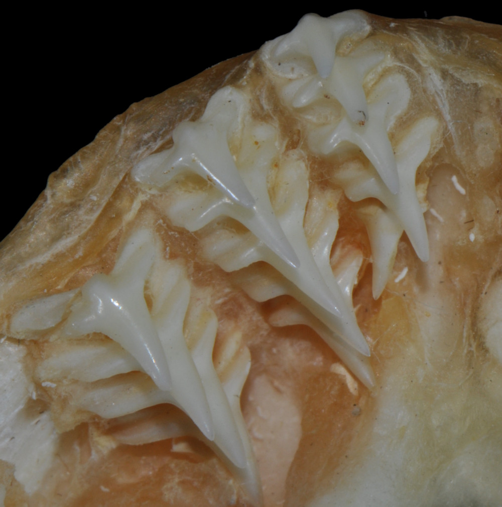 Squatina dumeril