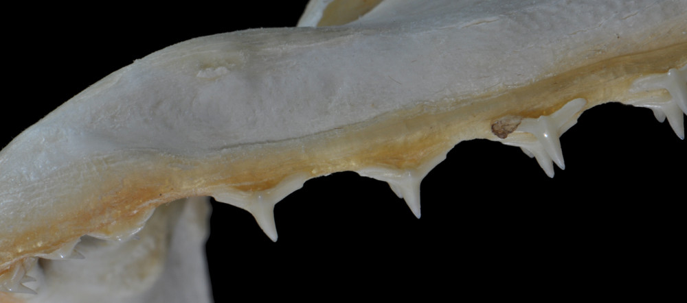 Squatina dumeril