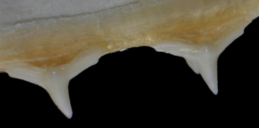 Squatina dumeril
