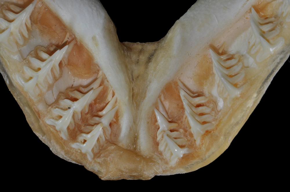 Squatina dumeril
