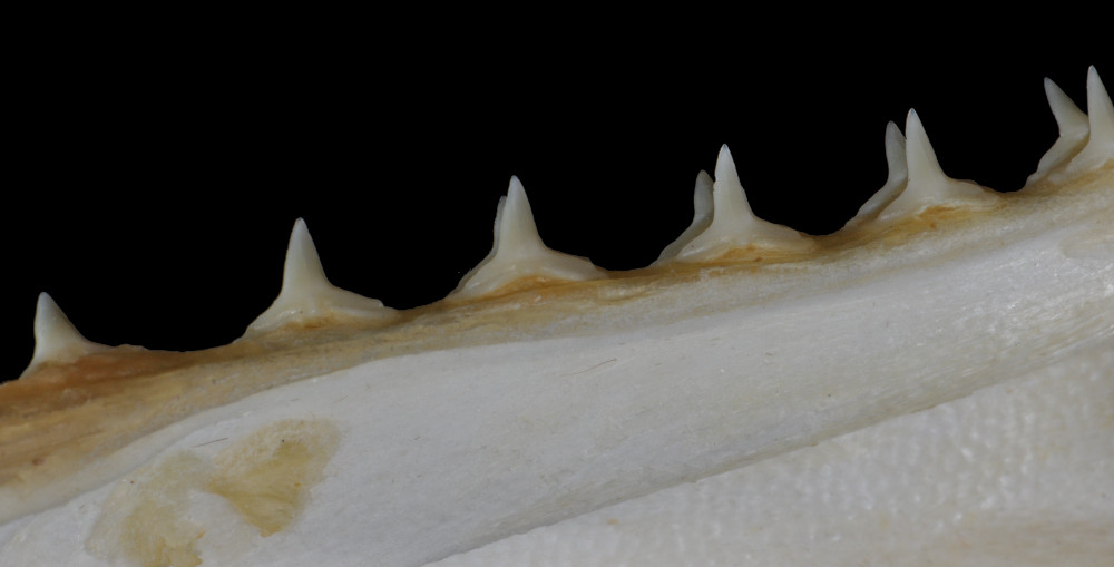 Squatina dumeril