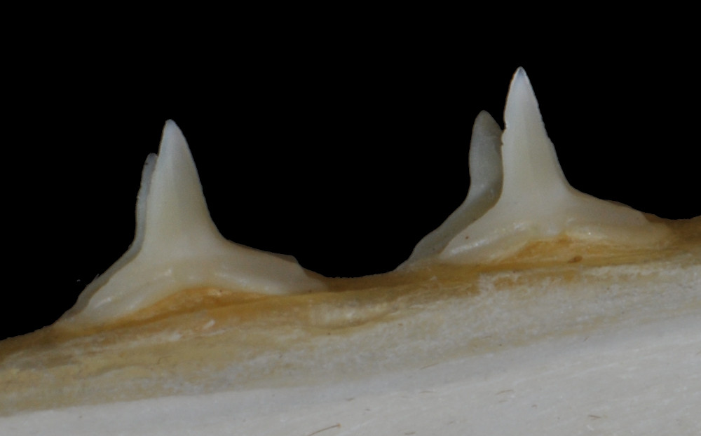 Squatina dumeril