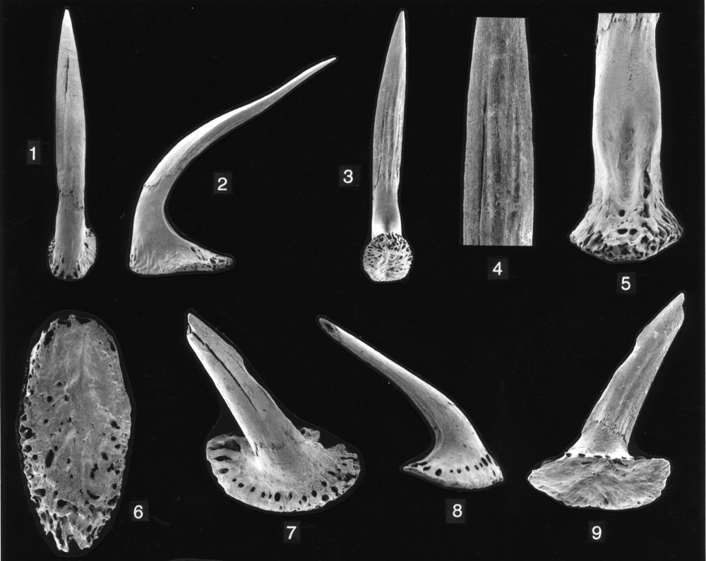 Trigonognathus kabeyai MOCHIZUKI & OHE, 1990, male, 125 cm TL, off Japan